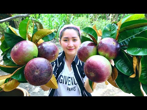 Yummy Star Apple Sweet - Star Apple Dessert - Cooking With Sros Video