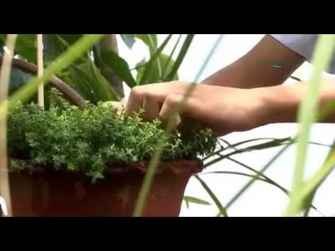 Herbal Garden Education for Students In Nepal