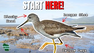 Shorebird Identification for Beginners!
