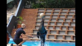Orcas, Delfine & Co. - Best of Loro Parque - Loro Park Teneriffa