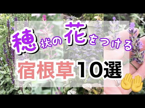 園芸 黒モウズイカ、モスハーブ、ミティエスープ