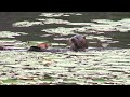Otter Kit Steals Frog From Otter Mom