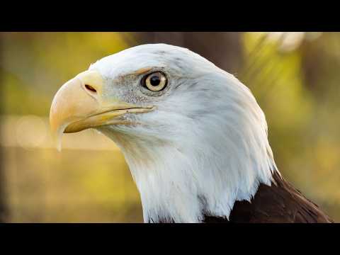 Bald Eagles Explained: Development, Mating, Hunting & Conservation Efforts🦅
