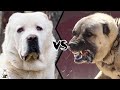 Alabai VS Kangal Who Is Stronger