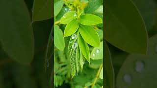 How i capture rain drops on leaves,Nature has magical ways it forms look how leaves form shapes .