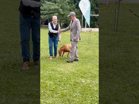 Ivo "Charles Antoine Sanz" - Mejor Veterano de Raza - Club Canino Gran Norte 2025