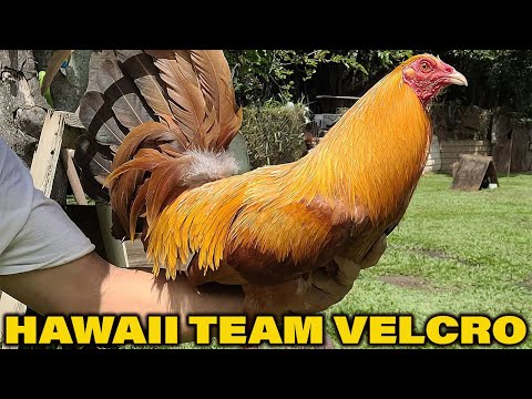 Hawaii Beautiful Birds Golden Velcro Bate Grey McRae - Team Velcro Farm