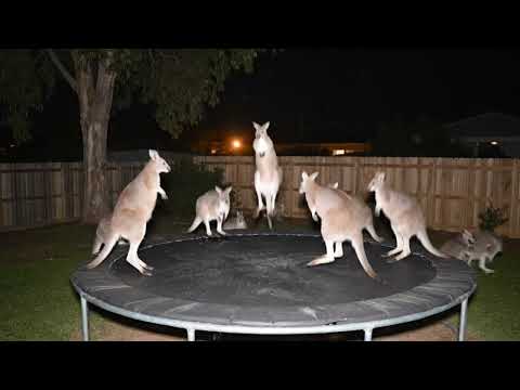 Kangaroo Jumps on Trampoline... Then THIS Happened | Caught on CCTV