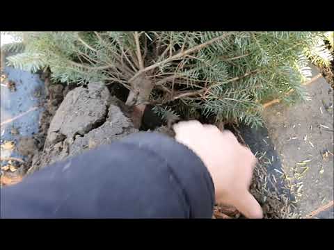 Sadzenie Jodły Koreańskiej | Informacje o uprawie Jodły