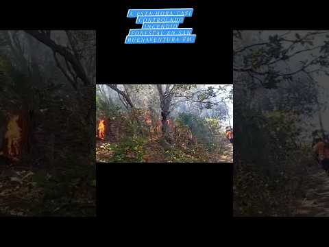 Tras intensas horas de labores controlan incendio forestal en territorio de San Buenaventura FM