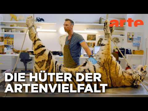 Video Thumbnail: Das zweite Leben der Tiere | Doku HD | ARTE