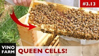 Inspecting Splits! - Queen Cells and Chilled Brood