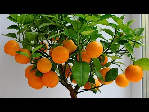Мандариновое дерево. Как самому вырастить мандарин из косточки?