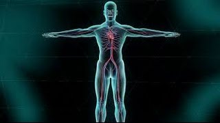 How Does Human Circulatory System Works