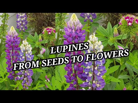 Growing Lupines from seeds to flowers ~how to grow Lupines perennial flowering plants in home garden