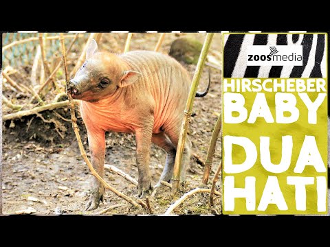 Film von Zoss.media: Hirscheber Baby Dua Hati