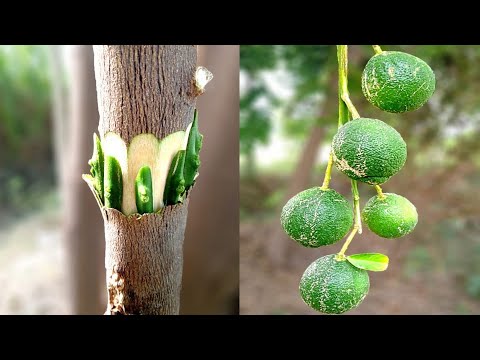 Orange Grafting Techniques (100%Success) | How To Graft Citrus Tree (Easy grafting) | Bud Grafting