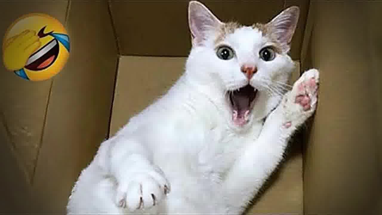 🐈 When Cats Are So Silly 😅 Funny And Cute Cats Videos 2024 😍🐈