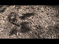 Carpenter Ants Hiding Under Mulch by the Tree in Highland Park, NJ