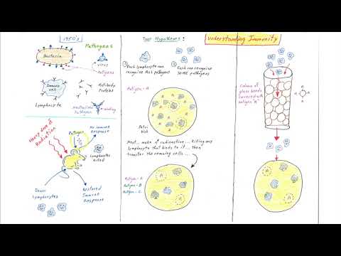 Understanding Immunity... immune system function resembles natural selection