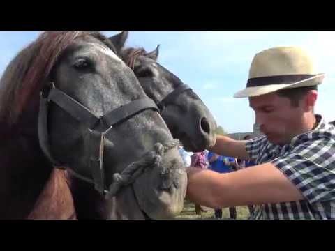 Concurs cu cai de tractiune - imagini de culise - Sacalaseni, Maramures - 2018