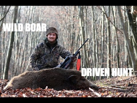 Driven Hunt For Wild Boar In Germany 1/2