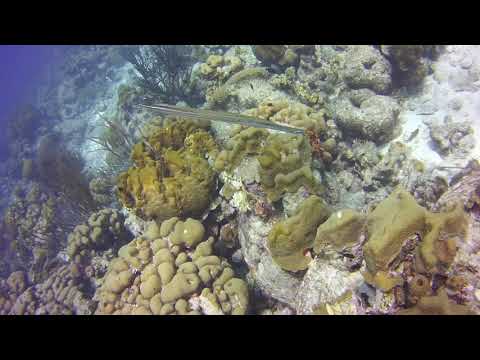 Angel City BonAire - Trumpet swimming in center of Grunts.