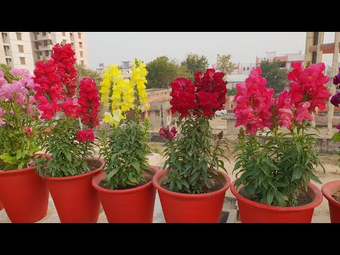 Care of dog flower/ antirrhinum plant/ how to grow and care ...