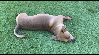 Video preview image #1 Chihuahua-Unknown Mix Puppy For Sale in La Verne, CA, USA