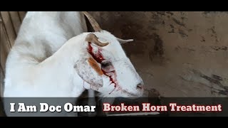 Broken Horn Treatment |Goat|