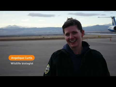 航測在美國捕捉到一群麋鹿。 (Aerial survey captures a herd of elk in U.S.)