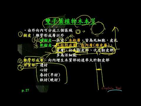 樹木橫切面
