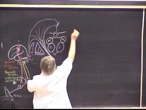 12   Voies de la motricité, Voies extrapyramidales, cervelet, néocervelet