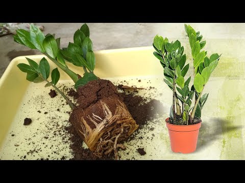 ЗАМИОКУЛЬКАС УХОД И ПЕРЕСАДКА 🌿 Что делать после покупки 🌿 Долларовое дерево