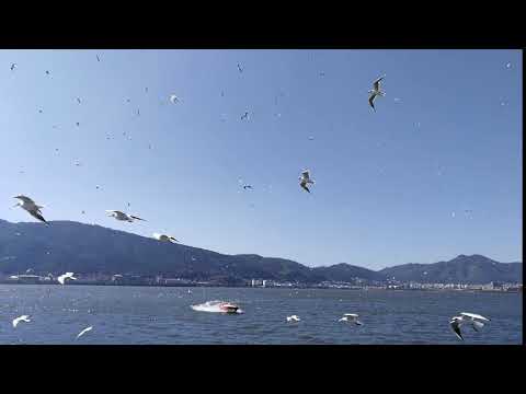 YunNan KunMing Dianchi Lake Filled with Visitors and Sea Gull Flying in the Sky