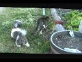 Mating Rituals Of Catdog S Parents Wmv