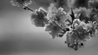 Heather Headley,Shaggy-Rain