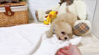 ハーフ犬の動画02