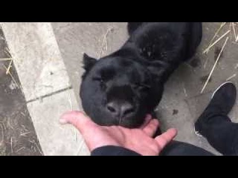 Kal El Is The Most Loving Jaguar Besides Ma Tzu.