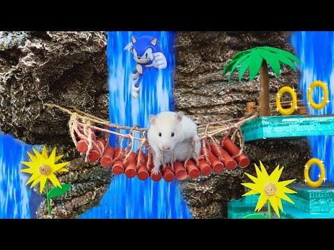 Be Amazed When The Hamster Escapes The Maze Of Sonic Hedgehog 3 | Hamster Life