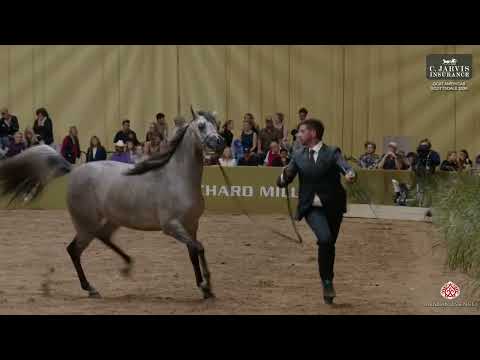 GCAT Americas Scottsdale 2026   Class   Junior Fillies Championship