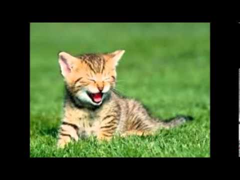 download lagu mp3 mp4 Juan Carlos Zuiga, download lagu Juan Carlos Zuiga gratis, unduh video klip Juan Carlos Zuiga