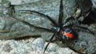 &quot;Come To Australia&quot; by Scared Weird Little Guys