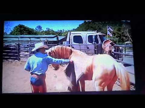 YouTube video about: Are hancock horses dangerous?