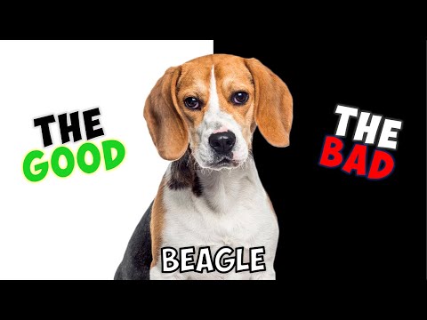 BEAGLE - PROS & CONS