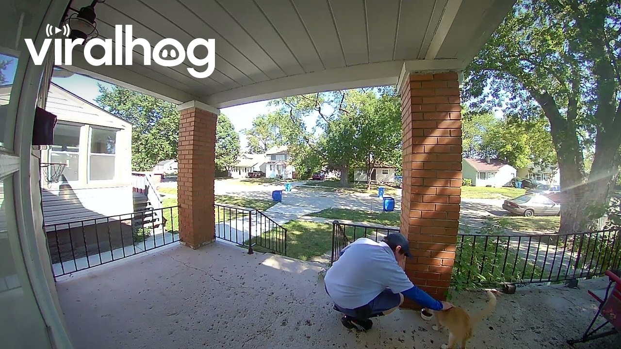 Kind Mailman Feeds a Friendly Stray Cat || ViralHog
