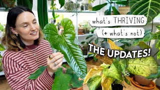 Experiments + Updates: What's WORKED For My Houseplants 🌿