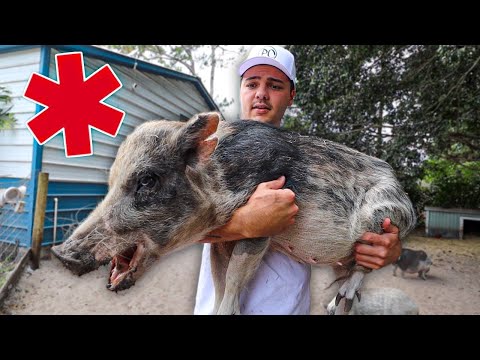 My Pet PIG needed to be rushed to the Vet…