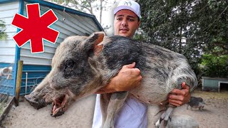 My Pet PIG needed to be rushed to the Vet…