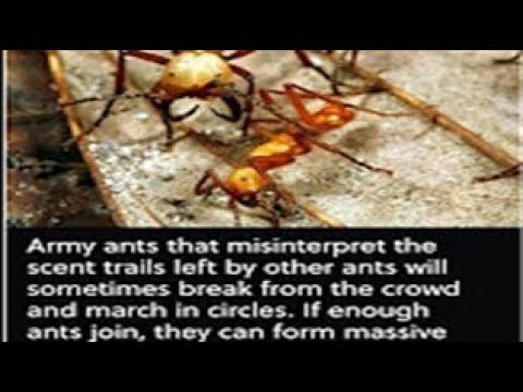 This Week in Prophecy, with Jacob Prasch, Are We in a Death Spiral? October 21, 2017 – Andrew R